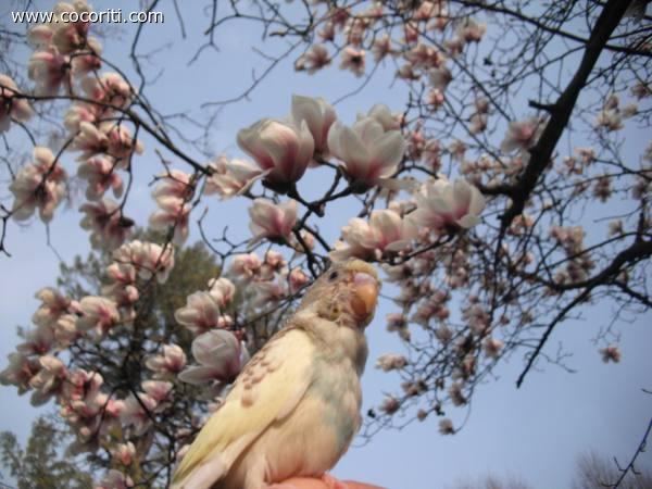 coco passeggiata a primavera 1