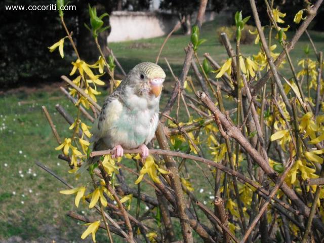 cocorita a primavera