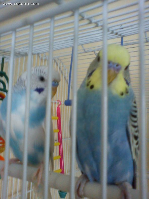 Paulie e Squeaky