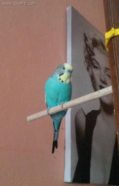 peo