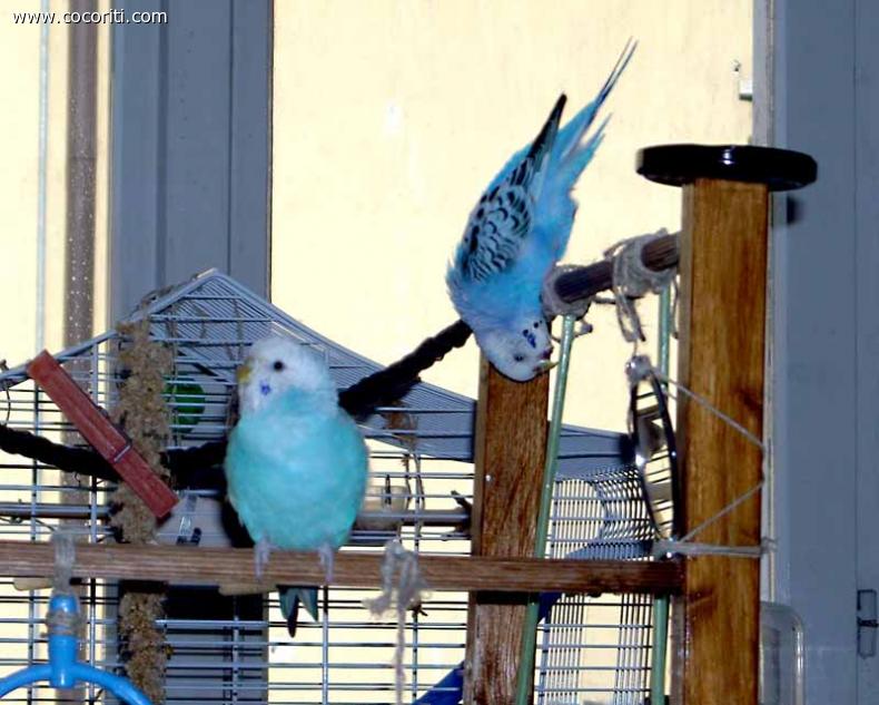 Le due pesti Betty e Blue