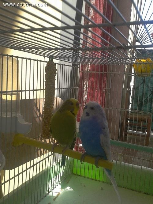 Stella e Fiocco