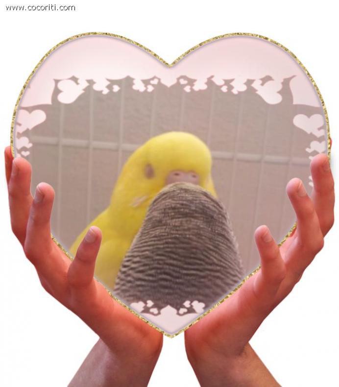 Budgies kiss... ^-^