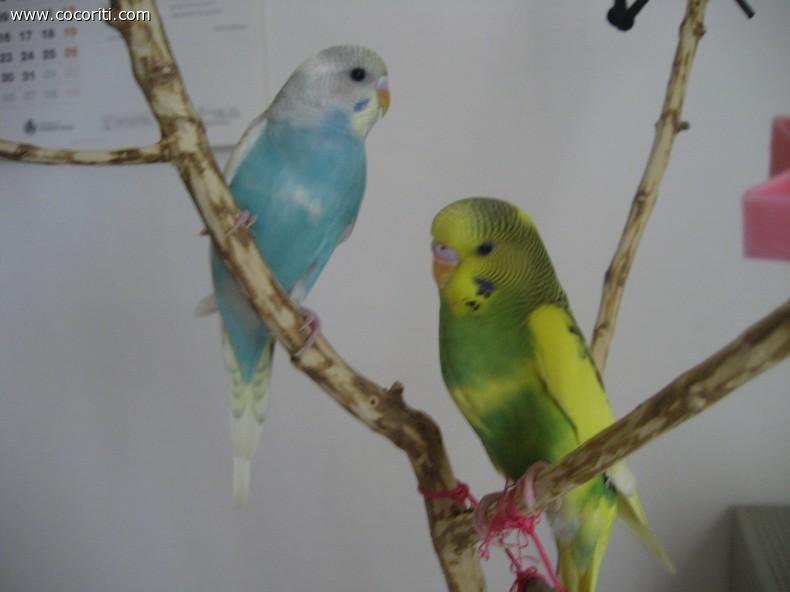 Andy e Cheeko