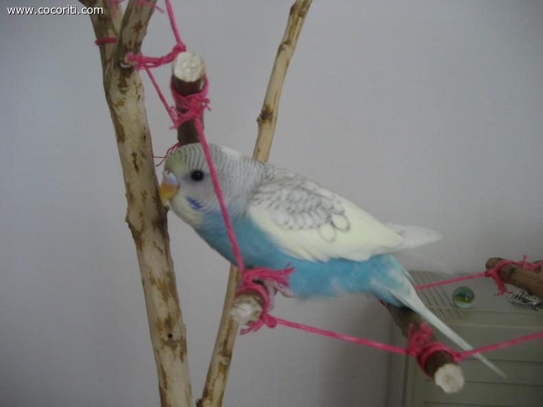 Cheeko