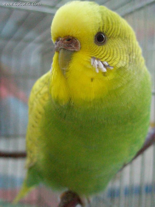 piccola Elvis