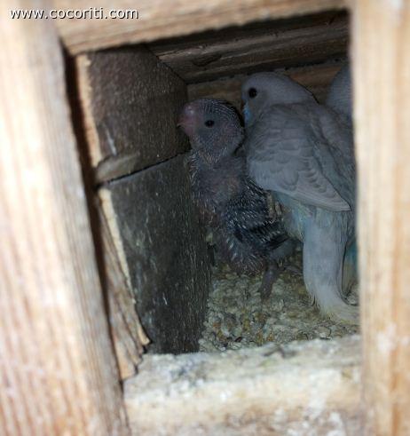 Piccoli