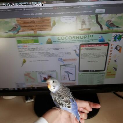Gaia su cocoriti.com