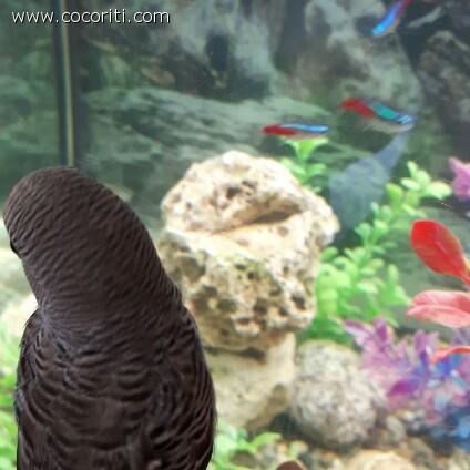 Che bello l'acquario!