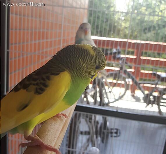 Kiwi