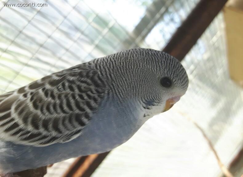 -Grigio-