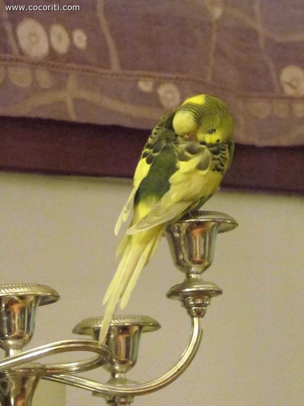 la moda del candelabro