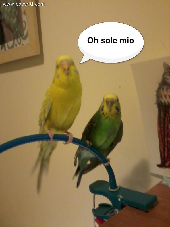 Canzone d'amore