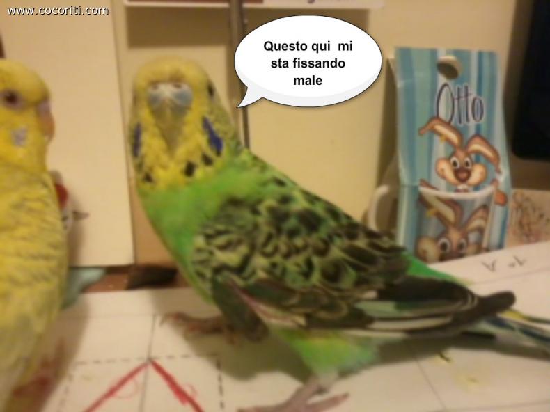 Ce l'hai con me ? Ce l'hai con me ?