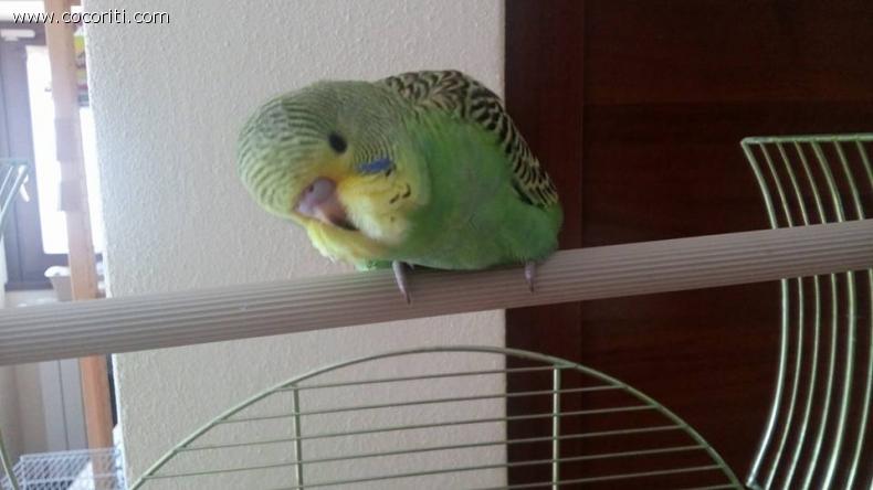 cucù