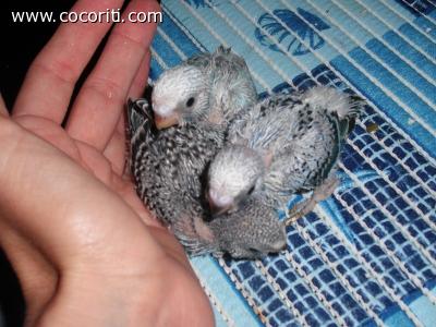 Pulli di Cocorita allevato a mano
