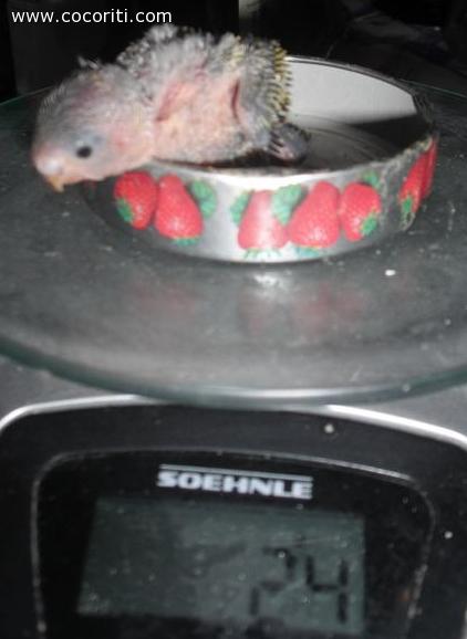 pullo cocorita di 12 giorni