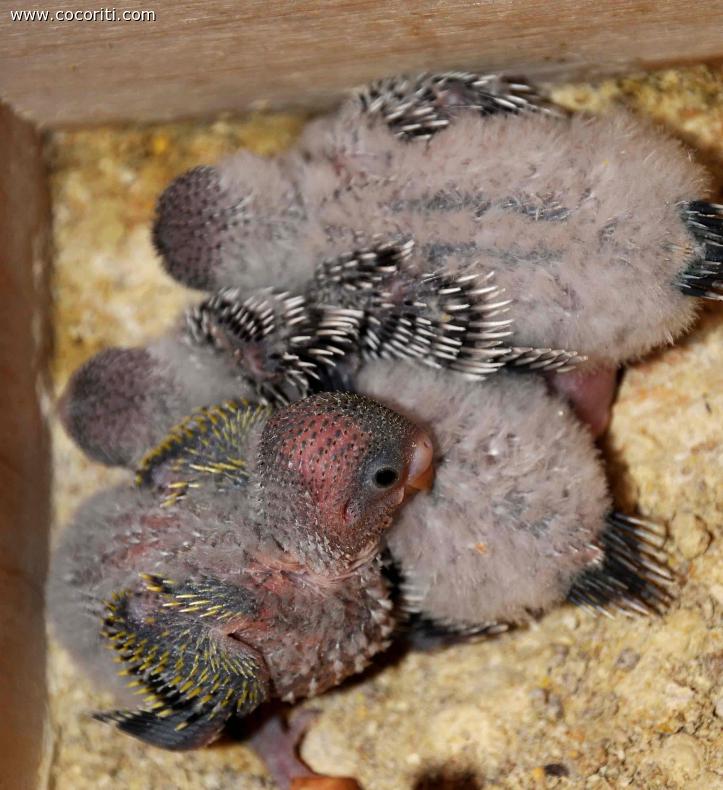 Quattro deliziosi pulletti di cocorita