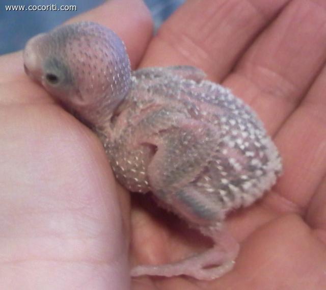 pullo di cocorita a 10 giorni