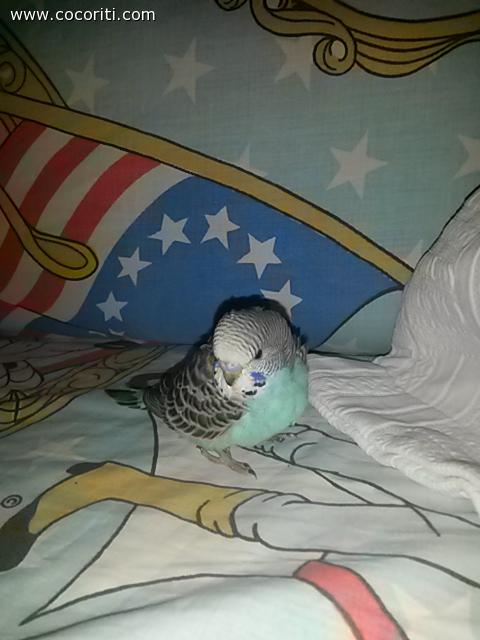Cocco 34 giorni