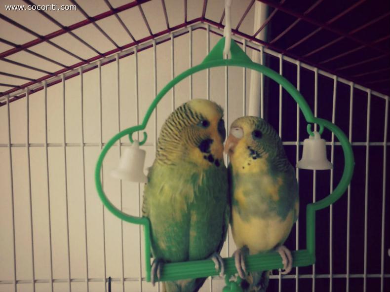 Romeo e Tequila