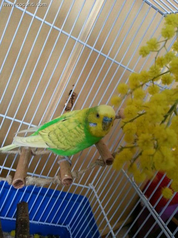 Gigetto con le mimose!