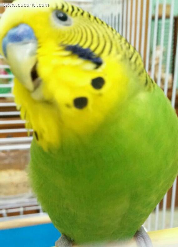 Oscar