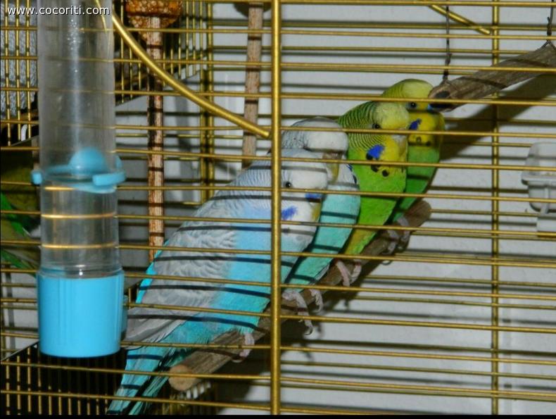 MIMà, COCà, MELA, KIWI
