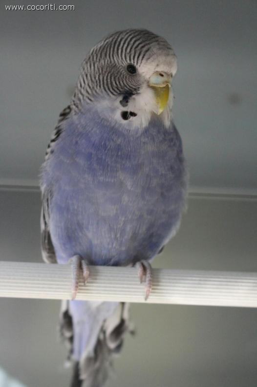 Cloe