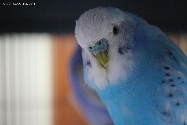BLU :3