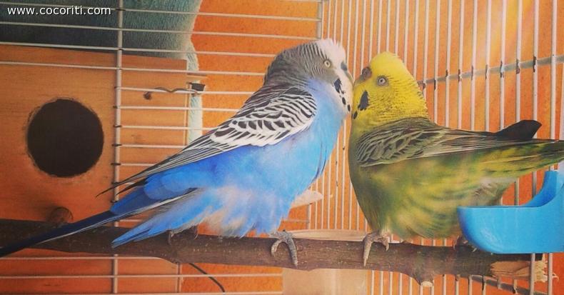 Fulvio & Bella "Love time"