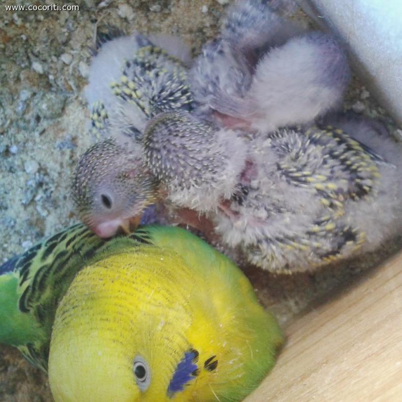 Bella e i suoi "cuccioli" :)