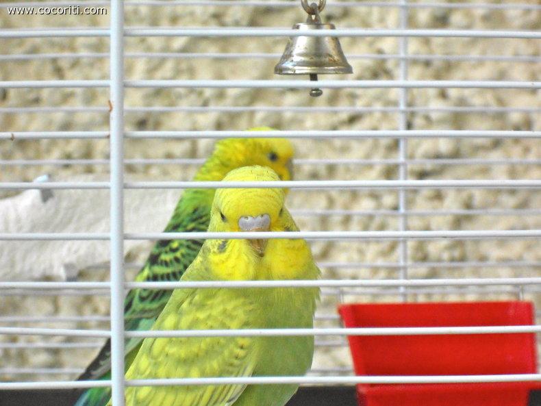 Sono Limone o sono Kiwi?