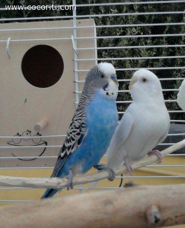 Fulvio e Colombina :-)