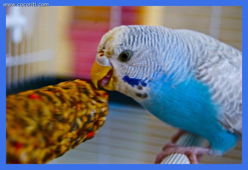 Biscottina mangia lo stick di semi