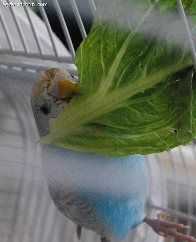 Lotta aperta con l'insalata!