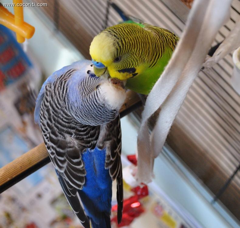...nuovo amore...