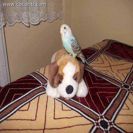 oh,no sono su un cane!!!!!