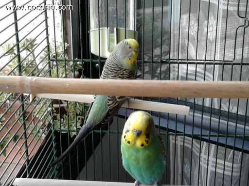 Coco e Rita