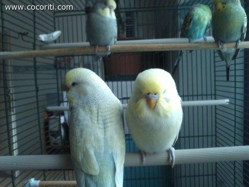 i due fratellini gialli!