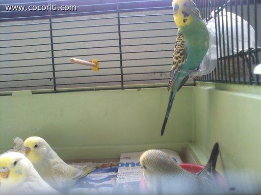 i piccoli pulletti sorvegliati dal guardiano Coco :)
