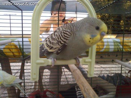 Ciccia