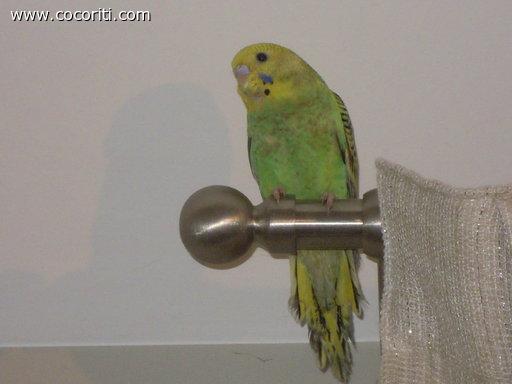 Pollon
