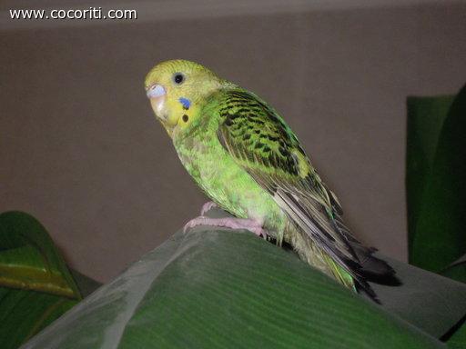 Pollon