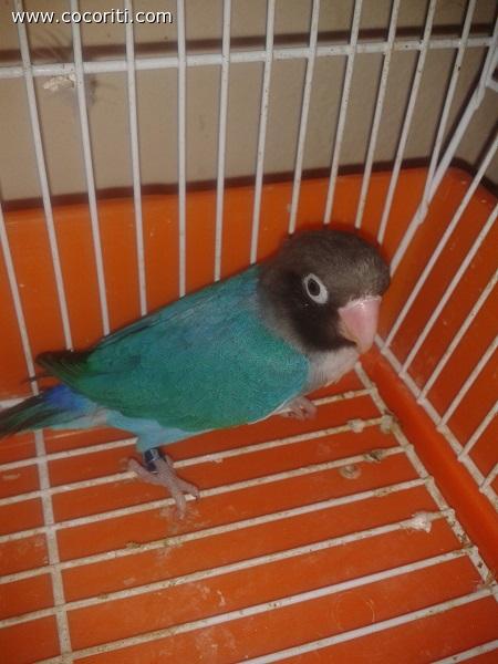 Agapornis Nigrigenis