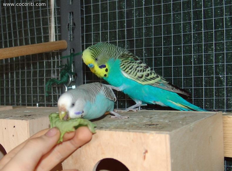 Tu mangia, io intanto...