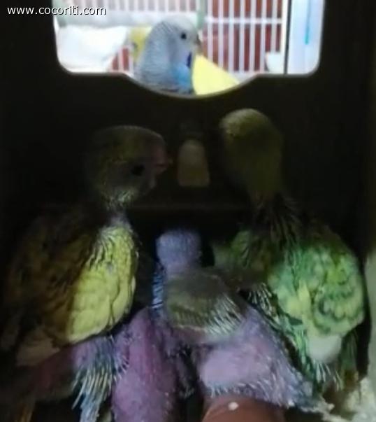 I miei futuri nipoti