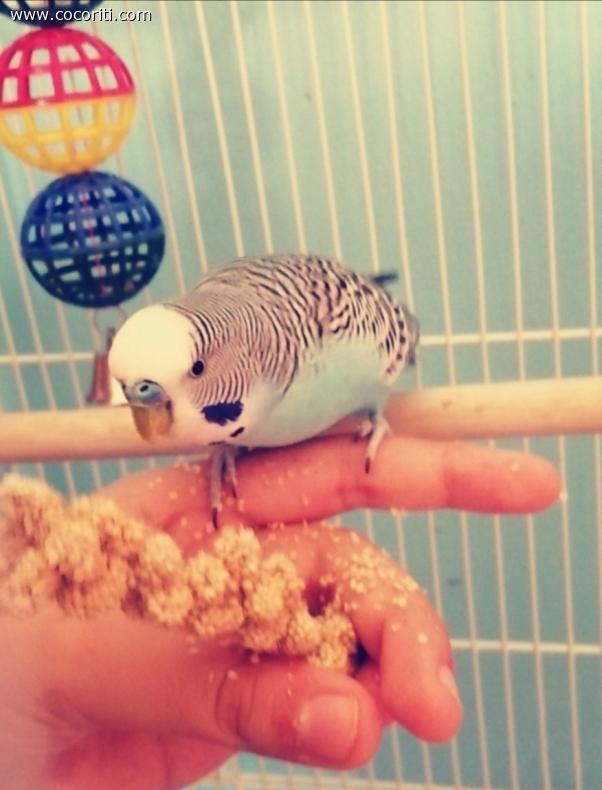 Si Mangia!