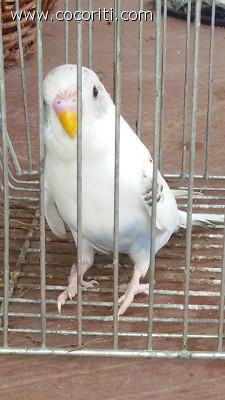 Il piccolo Polly!