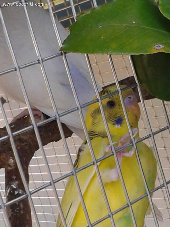 Lo sguardo incuriosito di Sole diretto alla fotocamera